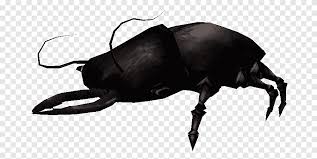 anese rhinoceros beetle dung beetle