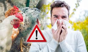 The virus is a type of avian flu common in wild birds worldwide. Bird Flu Symptoms Four Signs To Watch For As First Ever H7n4 Human Case Is Confirmed Express Co Uk