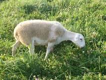 does-clover-cause-bloat-in-sheep