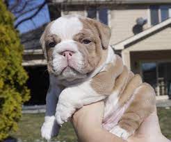 If you are looking for a reputable breeder with top quality english bulldog puppies give us a call to help you find your perfect puppy. Lilac Fawn Male Lives In New York Baytown Bulldogs