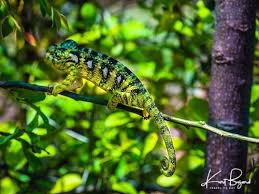 colorful chameleons in madagascar