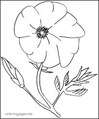 Poppy Flower Coloring Pages Coloring Pages Poppy Flower Coloring