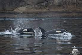 , on the other friday harbor vacation orcas island vacation san juan island vacation. The Best Time To See Killer Whales In The San Juan Islands Western Prince Whale Watching