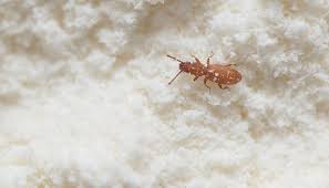 freezing out flour beetle bugs