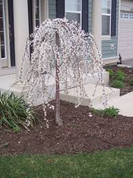 Front Yard Tree Landscaping