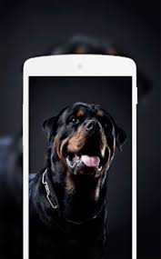 rottweiler wallpaper for android