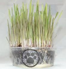 Complete kit has all you need to grow amazing cat grass, kit includes: Cat Cat Grass Growing Kits For Sale Ebay