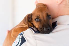 You care about your companion animal and you want to find him or her a good home. Animal Welfare Rspca Nsw