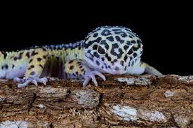 leopard gecko images free on