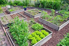 A Vegetable Patch
