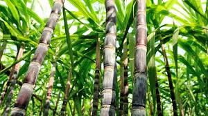 Brazils Cs Sugar Cane Crush Tumbles To 8 Year Low Ieg Vu