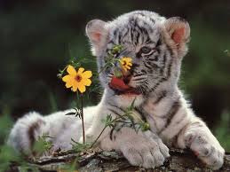 100 baby tiger wallpapers