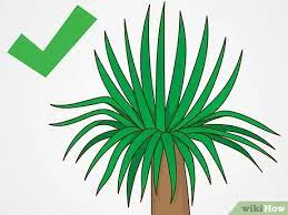 Prune the yucca trees in the spring just before their growth period. 3 Ways To Prune Yucca Plants Wikihow