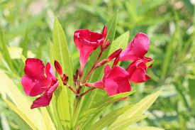 Oleander kann je nach ziel zu unterschiedlichen zeitpunkten geschnitten werden. Oleander Schneiden Zeitpunkt Und Anleitung Hausgarten Net