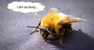 Image result for fall time bee