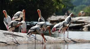 best indian bird sanctuaries to see