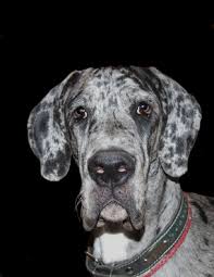 Build A Doghouse For A Great Dane