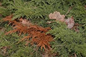 juniperus sabina calgary carpet