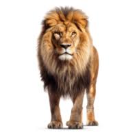 lion pngs for free