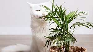 10 Plants That Are Toxic To Cats And Dogs