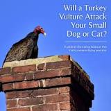 will-a-turkey-vulture-attack-a-small-dog