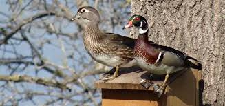 wood duck boxes