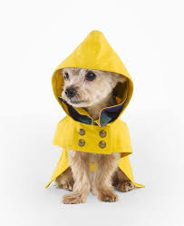 Image result for skinny dog wearing a yellow jumper