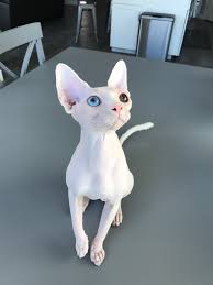 Please read our cost page for more information on sphynx cat cost. First Sphynx Purchase Question Sphynxlair