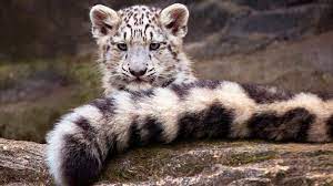 Snow leopard tail bite