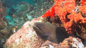 Moray eels leave the reef to hunt and find new territory. Moray Eels Delightful Or Deadly Roundglass Sustain