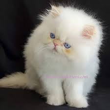 View listing photos, review sales history, and use our detailed real estate filters to find the perfect place. Persian Kittens Persian Kittens For Sale In Usa Home To The Only Original Baby Doll Face Persian Kittens