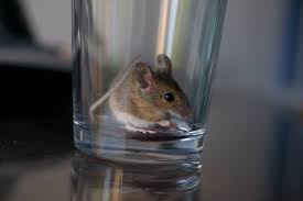 How To Keep Mice Out Of Your Home Odd
