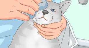 Natural dog and cat eye drops for pets for fast acting long lasting relief. How To Treat Cat Eye Infection 9 Steps With Pictures Wikihow