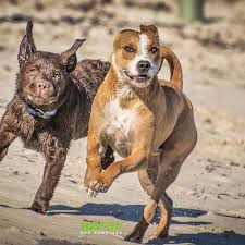 It is extremely courageous and obedient, affectionate with a sense of humor. American Staffordshire Terrier Australian Kelpie Mix Page 1 Line 17qq Com