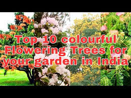 Top 10 Colourful Flowering Trees For