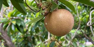 Today, the tree is cultivated not. Sapodilla Practical Primate
