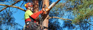 Our team of hard working people can tackle any project. Neighborhood Arborist Near Me Schneider Tree Care