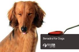 benadryl for dogs dosage how much to