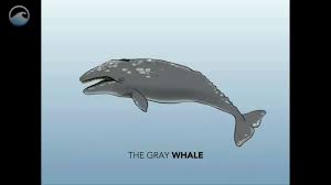 Chuckles, the gift fish who was killed by darla, was a goldfish. Whale Anatomy Ocean Today