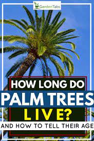 Usually, the best way to start a palm tree is from seed. How Long Do Palm Trees Live And How To Tell Their Age Garden Tabs