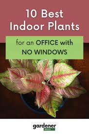 plants for an office with no windows