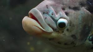 ugly fish images browse 10 650 stock