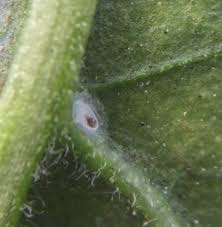 Feltiella Acarisuga Spider Mite Control Greenmethods Com