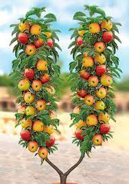 Dwarf fruit trees will not grow as large as a standard fruit tree, and are not as small as the trixzie® range. Bcm Apfelbaum Reichlich Aromatisches Obst In Aussergeohlicher U Form Online Kaufen Otto Obstgarten Obst Obstbaume