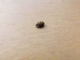 do carpet beetles attract to carbon