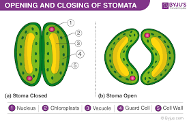 stomata structure functions types