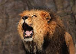 lion roaring what makes a lion s roar