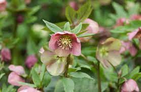 lenten roses and other ebore varieties