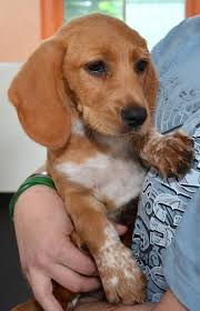 These playful and loving beagle mix puppies are a mixed breed with one of the parents being the well loved beagle. Basschshund Basset Hound Dachshund Mix Info Puppies Pictures