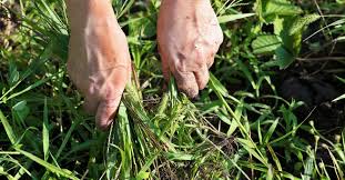 Natural Ways To Kill Weeds In Grass